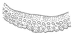 Campylopus purpureocaulis, costa cross-section, mid leaf. Drawn from A.J. Fife 7828, CHR 266362.
 Image: R.C. Wagstaff © Landcare Research 2018 